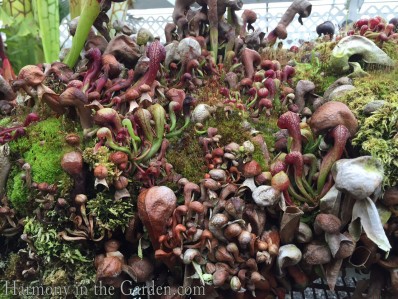 Hooded Pitcher Plant