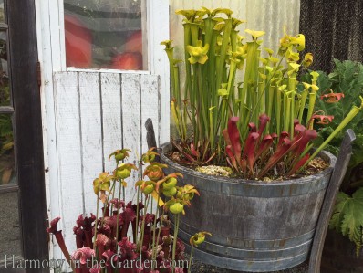 Pitcher Plants Carnivorous