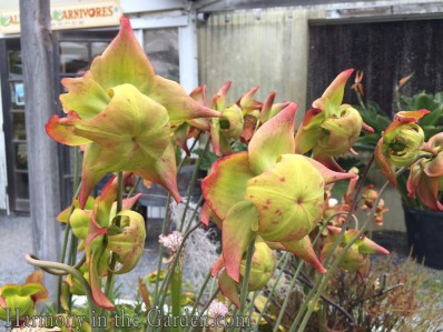 More Pitcher Plant flowers