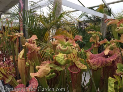 Pitcher Plants