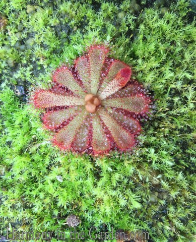 Sundew carnivorous plant