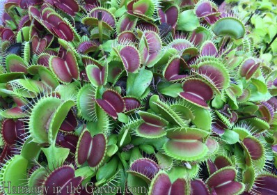 Venus Fly Trap