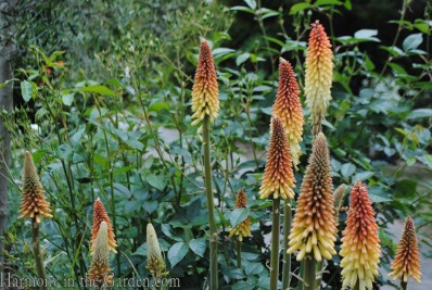 kniphofia uvaria