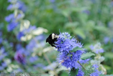 bellevue botanic garden