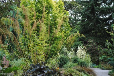 bellevue botanic garden