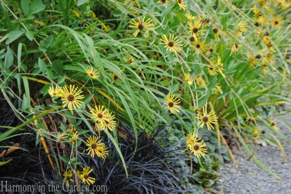 bellevue botanic garden