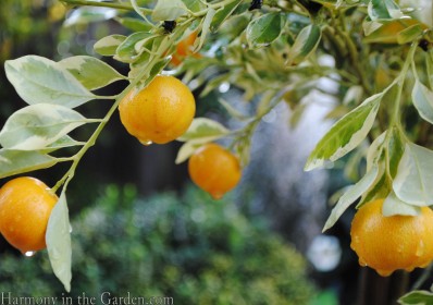 Rain on citrus copy