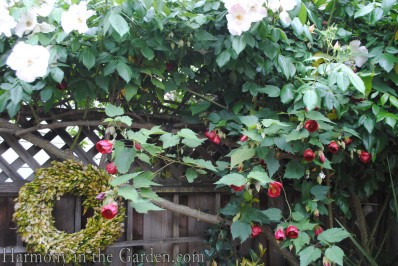 Abutilon 'Nabob' and 'Sally Holmes' rose copy