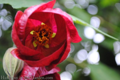 Abutilon 'Nabob' copy