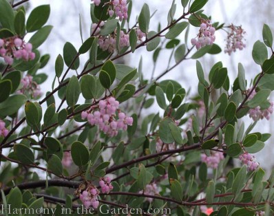 Arctostaphylos flower copy 2