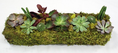 BOXHILL_Succulent_Planter