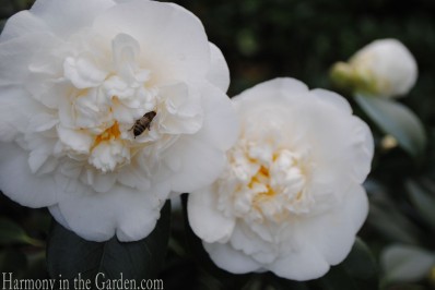 Camellia 'Victory White'