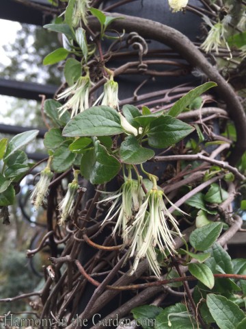 Clematis cirrhosa 'Wisley Cream' seedheads copy