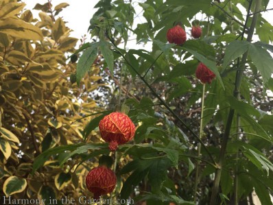 abutilon