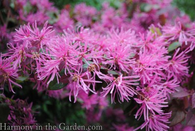 loropetalum close-up copy