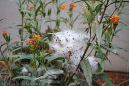 Asclepias seeds copy