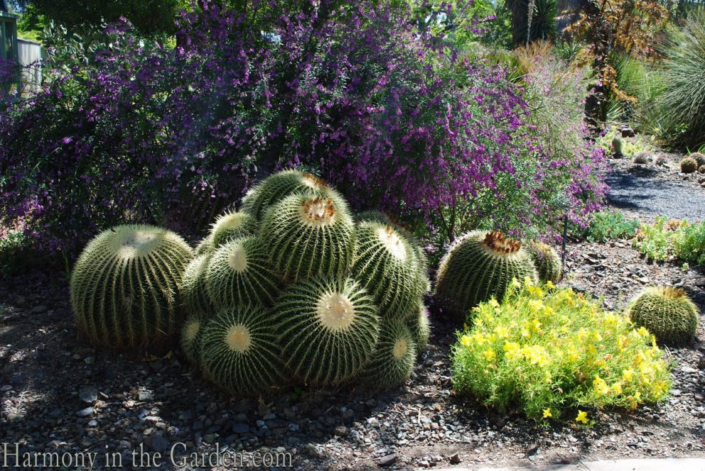 The Bold Dry Garden a review and giveaway Harmony in the Garden