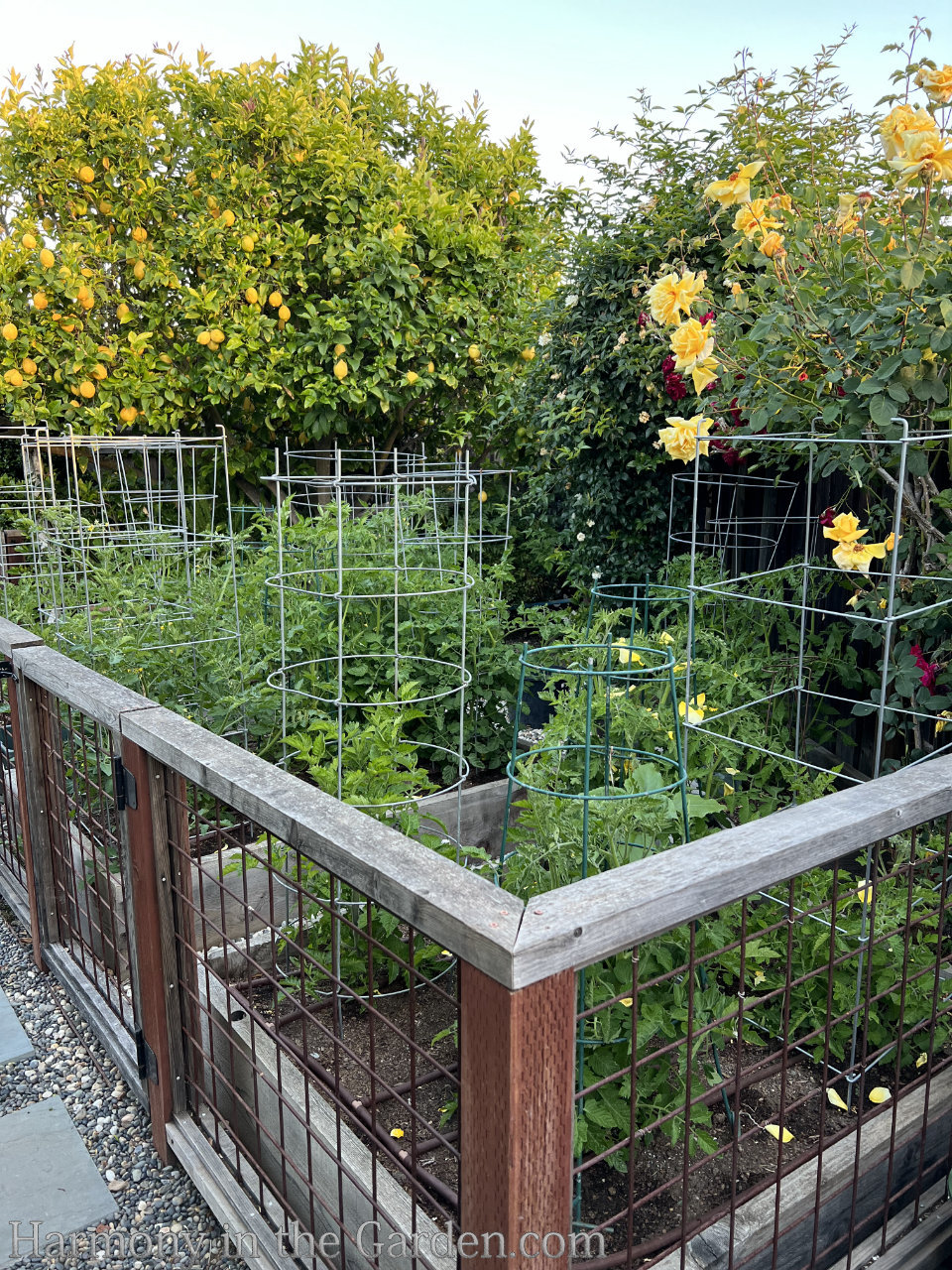 replacing a pool with a garden