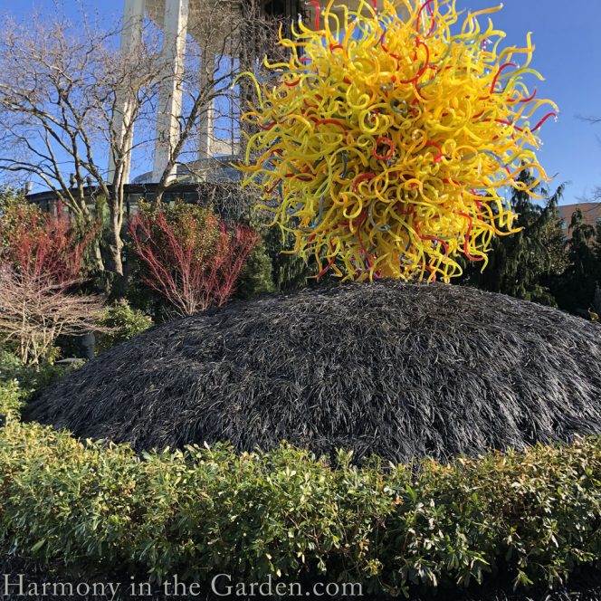 chihuly glass-chihuly museum-seattle-garden glass art-black mondo grass