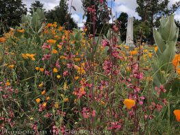 sacramento historic rose garden-california native garden-northern california-pioneer cemetery-wildflowers