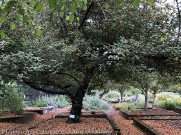 sacramento historic rose garden-california native garden-northern california-pioneer cemetery-flannel bush