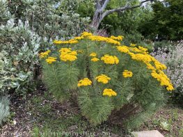 sacramento historic rose garden-california native garden-northern california-pioneer cemetery-golden coulter bush