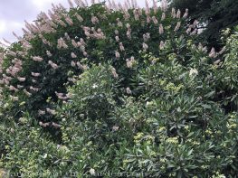 sacramento historic rose garden-california native garden-northern california-pioneer cemetery-buckeye shrub