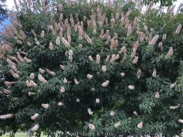 sacramento historic rose garden-california native garden-northern california-pioneer cemetery