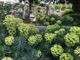 sacramento historic rose garden-california native garden-northern california-pioneer cemetery-euphorbia wulfenii