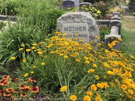 sacramento historic rose garden-california native garden-northern california-pioneer cemetery