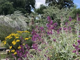 sacramento historic rose garden-california native garden-northern california-pioneer cemetery-salvia canariensis