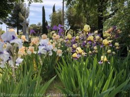 sacramento historic rose garden-california native garden-northern california-pioneer cemetery-iris