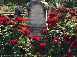 sacramento historic rose garden-california native garden-northern california-pioneer cemetery