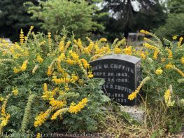 sacramento historic rose garden-california native garden-northern california-pioneer cemetery-lupine