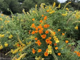 sacramento historic rose garden-california native garden-northern california-pioneer cemetery-lupine