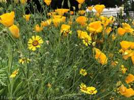 sacramento historic rose garden-perennials-native garden-northern california-pioneer cemetery-california poppies