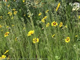 sacramento historic rose garden-california native garden-northern california-pioneer cemetery-madea wildflowers