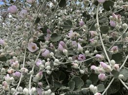 sacramento historic rose garden-california native garden-northern california-pioneer cemetery-fremont's bush mallow