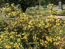 sacramento historic rose garden-california native garden-northern california-pioneer cemetery-mimulus