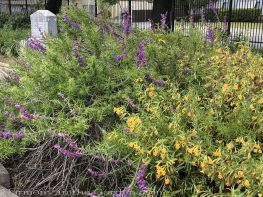 sacramento historic rose garden-california native garden-northern california-pioneer cemetery-blue wooly curls