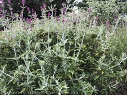 sacramento historic rose garden-california native garden-northern california-pioneer cemetery-salvia canariensis