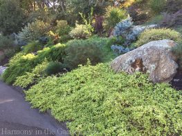 Tiers-Slopes-Northern California Gardens-ceanothus