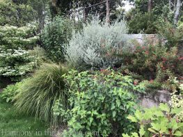 Tiers-Slopes-Northern California Gardens-westringea-grevillea