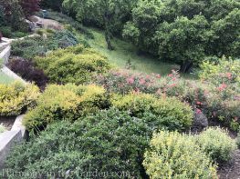 Manzanita-Grevillea-Berberis-Phlomis-Tiers-Slopes-Northern California Gardens