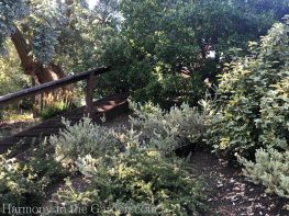westringea-elaeagnus-Tiers-Slopes-Northern California Gardens
