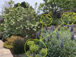 Tiers-Slopes-Northern California Gardens-Triangles-Echium-Viburnum