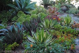 Showcase Succulents in Large Pots - Debra Lee Baldwin
