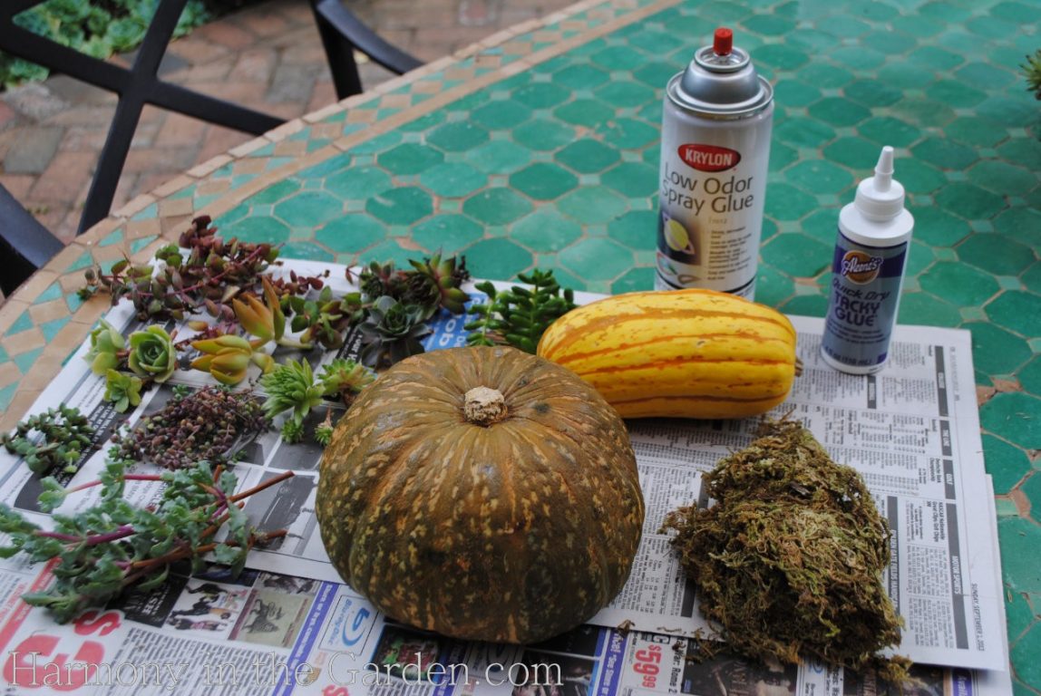 Succulent pumpkin! Just get a pumpkin and spray Elmer's adhesive spray glue  on top, stick on some Spanish moss and then gl…