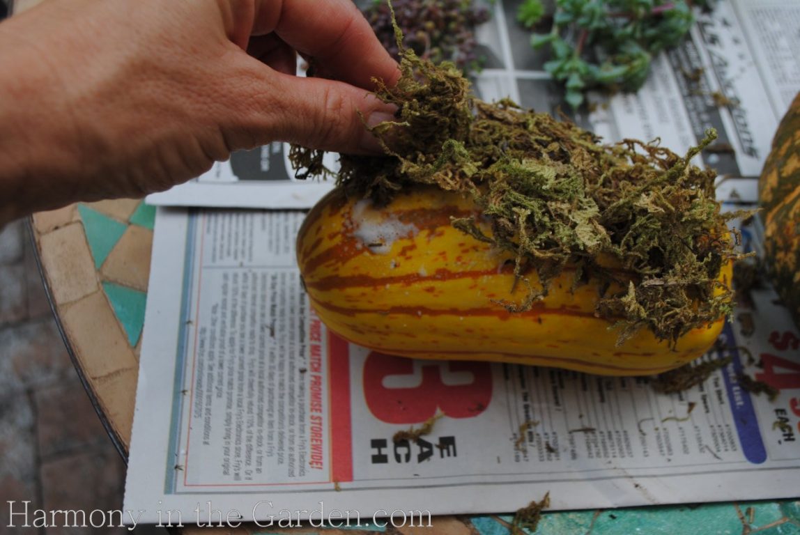 Succulent pumpkin! Just get a pumpkin and spray Elmer's adhesive spray glue  on top, stick on some Spanish moss and then gl…