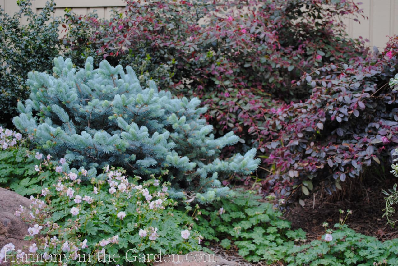 Glaucous & Purple – a color combo that adds some ‘oomph’ to your garden ...